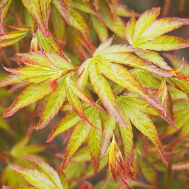 Acer-palmatum-Little-Princess — копия